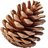 Pine tree cone